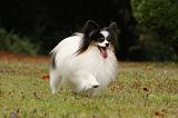 EPAGNEUL PAPILLON 069